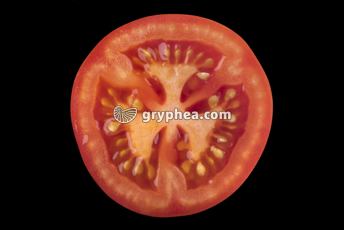 Tomate (Solanum lycopersicum) - fruit en CT - gryphea.com